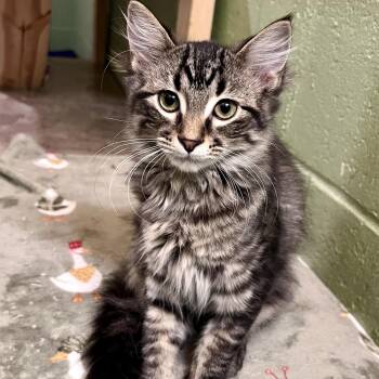Whipped Cream -  Domestic Medium Hair Cat for Adoption in Rochester, Minnesota - Whipped Cream | PetCurious
