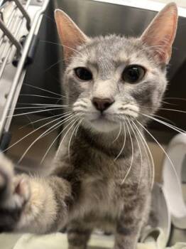 Domestic Short Hair Cats Available for Adoption in Wichita, Kansas - Stormi | PetCurious