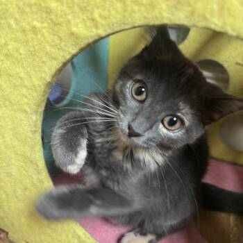 Lucy -  Domestic Short Hair Cat for Adoption in Richland, Michigan - Lucy | PetCurious