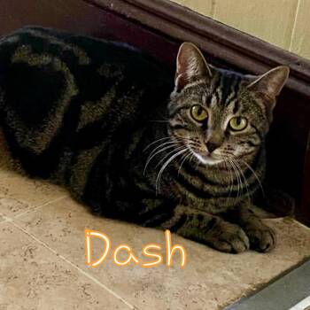 Domestic Short Hair Cats Available for Adoption in Little Falls, New York - Dash | PetCurious