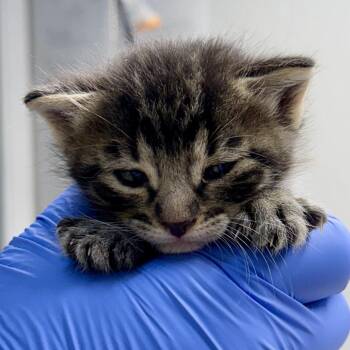 Valor -  Domestic Short Hair Cat for Adoption in Redwood Valley, California - Valor | PetCurious