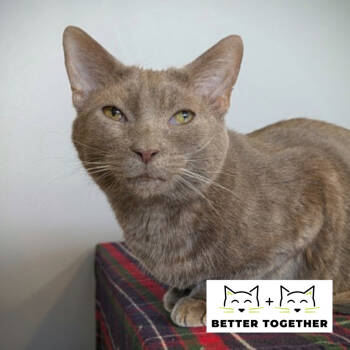 Rescue Domestic Short Hair Cats for Adoption in Chicago, Illinois - Tatsu | PetCurious