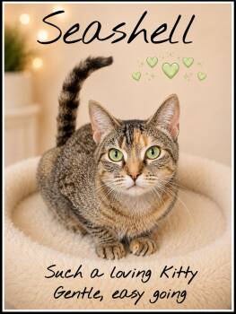 Seashell (FCID# 07/01/2026 -157) Willow Grove -  Tortoiseshell and Tabby Cat for Adoption in Greenville, Delaware - Seashell (FCID# 07/01/2026 -157) Willow Grove | PetCurious
