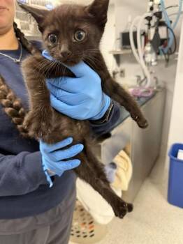 MUSTANG -  Domestic Short Hair Cat for Adoption in Tallahassee, Florida - MUSTANG | PetCurious