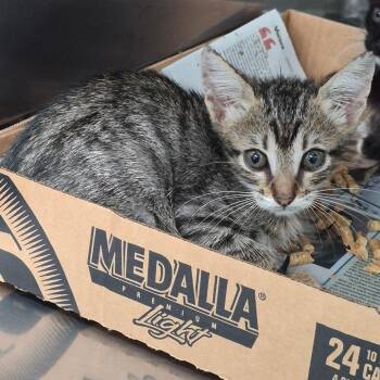 Dixie -  Domestic Short Hair Cat for Adoption in Vieques, Vieques - Dixie | PetCurious
