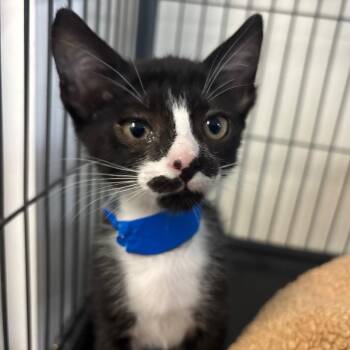 Condor -  Domestic Short Hair Cat for Adoption in Lakeland, Florida - Condor | PetCurious