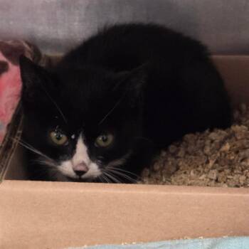 Paddington -  Domestic Short Hair Cat for Adoption in Newark, New Jersey - Paddington | PetCurious