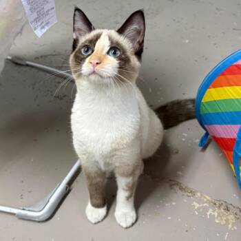 Snowshoe Cats Available for Adoption in Laredo, Texas - Kona | PetCurious