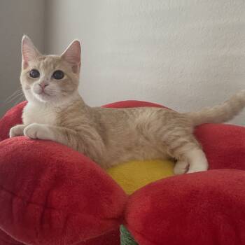 Rescue Domestic Short Hair Cats for Adoption in San Antonio, Texas - Banana | PetCurious