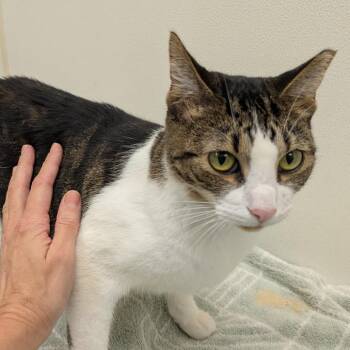Jelly Bean -  Domestic Short Hair Cat for Adoption in Oshkosh, Wisconsin - Jelly Bean | PetCurious