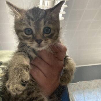 Domestic Short Hair Cats Available for Adoption in Summerlee, West Virginia - Minerva | PetCurious