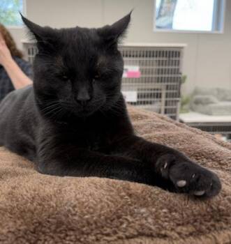 Shelby -  Domestic Short Hair Cat Available for Adoption in Webster, Massachusetts - Shelby | PetCurious