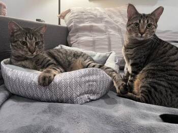 Dollface -  Domestic Short Hair Cat for Adoption in Herndon, Virginia - Dollface | PetCurious