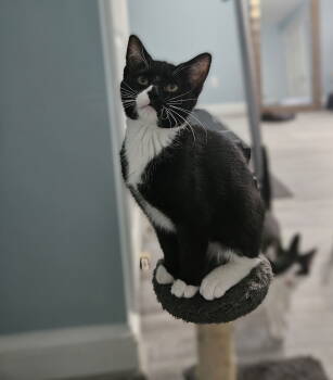 Rescue Domestic Short Hair Cats for Adoption in Herndon, Virginia - Hera | PetCurious