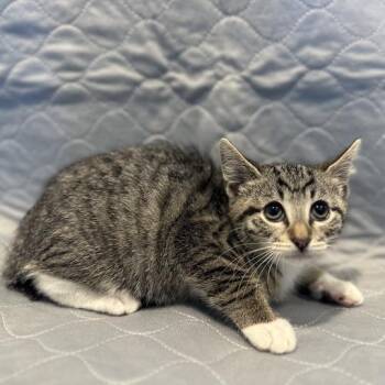 Tanka -  Domestic Short Hair Cat for Adoption in Matteson, Illinois - Tanka | PetCurious