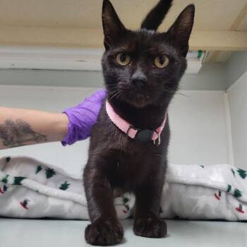 Domestic Short Hair Cats Available for Adoption - Lyric | PetCurious