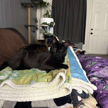 Rescue Domestic Short Hair Cats for Adoption in Union, Missouri - GUACAMOLE | PetCurious