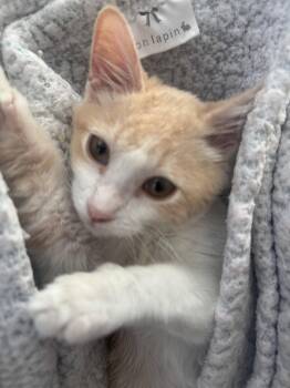 Cheeky -  Domestic Medium Hair and Tabby Cat for Adoption in Frisco, Texas - Cheeky | PetCurious