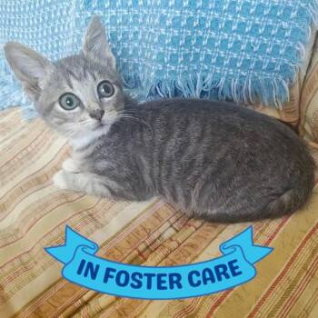 FRIEND -  Domestic Short Hair Cat for Adoption in Tallahassee, Florida - FRIEND | PetCurious
