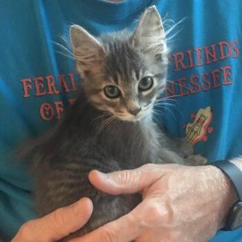 Jiggly Puff -  Domestic Long Hair Cat for Adoption in Knoxville, Tennessee - Jiggly Puff | PetCurious