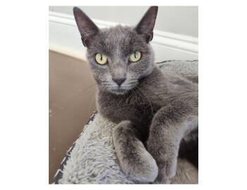 SLATOR -  Russian Blue Cat for Adoption in Charlotte, North Carolina - SLATOR | PetCurious