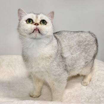 Eilidh -  Persian Cat for Adoption in East Hampton, New York - Eilidh | PetCurious
