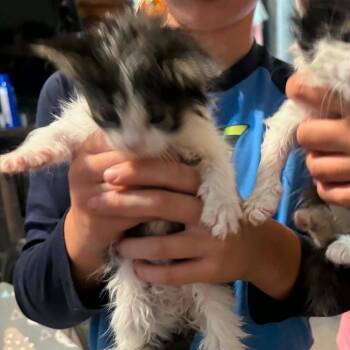 Batman -  Domestic Short Hair Cat for Adoption in Layton, Utah - Batman | PetCurious