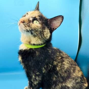 Domestic Short Hair Cats Available for Adoption in Springfield, Missouri - Mira | PetCurious