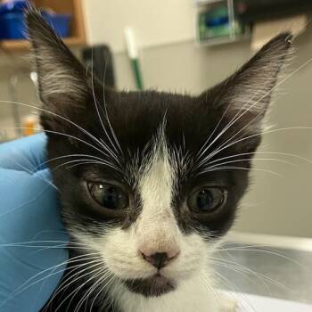 Rescue Domestic Short Hair Cats for Adoption in Las Cruces, New Mexico - Soprano | PetCurious