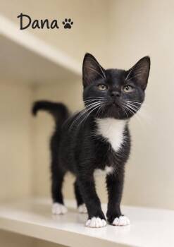 Dana -  Domestic Short Hair Cat for Adoption in Pawleys Island, South Carolina - Dana | PetCurious