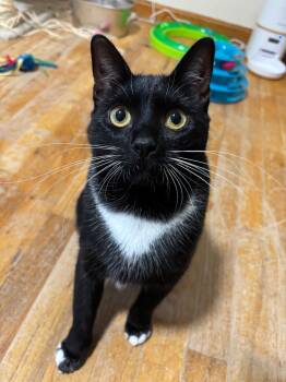 Rescue Domestic Short Hair Cats for Adoption in Evans, Georgia - Honey Bun | PetCurious