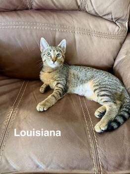 Louisiana (3059) -  Domestic Short Hair Cat for Adoption in Zephyrhills, Florida - Louisiana (3059) | PetCurious