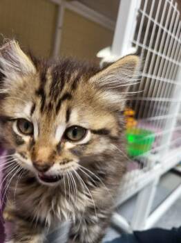 Nathaniel -  Domestic Long Hair Cat for Adoption in Diamond Springs, California - Nathaniel | PetCurious