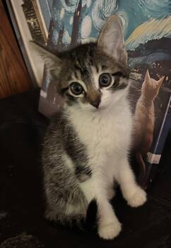 Rescue Egyptian Mau and American Shorthair Cats for Adoption in Hi Vista, California - Quigley | PetCurious