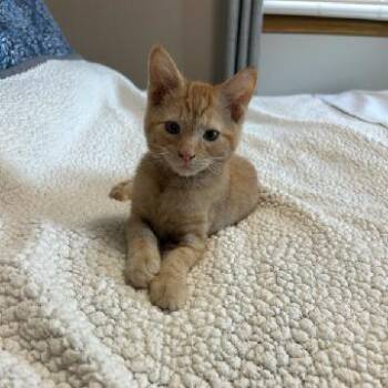 Roscoe -  Domestic Short Hair Cat for Adoption in Carmel, Indiana - Roscoe | PetCurious