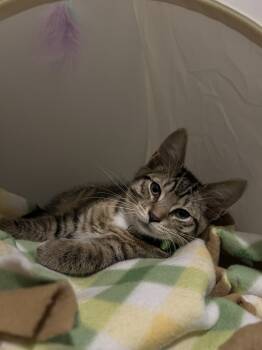 Rescue Domestic Short Hair Cats for Adoption in West Mifflin, Pennsylvania - Lucca | PetCurious
