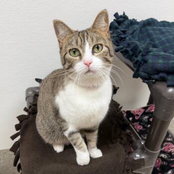 Domestic Short Hair Cats Available for Adoption in Detroit Lakes, Minnesota - Giovanna | PetCurious