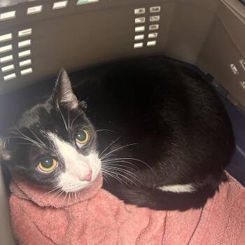 Domestic Short Hair Cats Available for Adoption - Ari | PetCurious