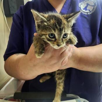 Domestic Short Hair Cats Available for Adoption in Conroe, Texas - NALA | PetCurious