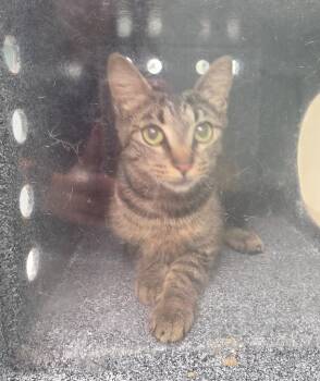 Starr -  Domestic Short Hair Cat for Adoption in Athens, Tennessee - Starr | PetCurious