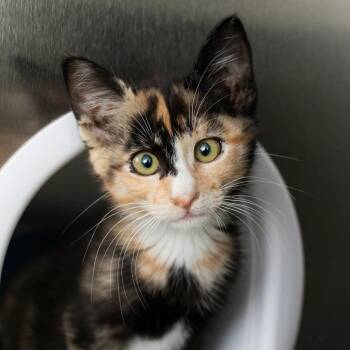 Sophie -  Domestic Short Hair Cat for Adoption in Middletown, Rhode Island - Sophie | PetCurious