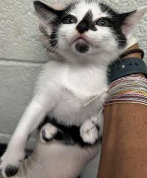 GRANOLA BAR -  Domestic Short Hair Cat for Adoption in Pensacola, Florida - GRANOLA BAR | PetCurious