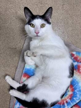 Domestic Short Hair Cats Available for Adoption in Brick Township, New Jersey - Porthos | PetCurious