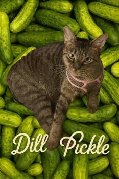 Rescue Domestic Short Hair Cats for Adoption - Dill Pickle | PetCurious
