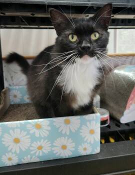 Rescue Domestic Long Hair Cats for Adoption in Charlotte, North Carolina - Victoria | PetCurious