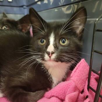 Hibiscus -  Domestic Short Hair Cat for Adoption in Washougal, Washington - Hibiscus | PetCurious