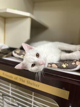 Rescue Domestic Short Hair Cats for Adoption in Myerstown, Pennsylvania - Albus | PetCurious