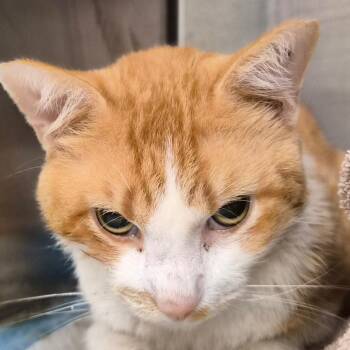 Macaroni -  Domestic Short Hair Cat for Adoption in Bentonville, Arkansas - Macaroni | PetCurious