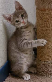 Jazz Man -  Domestic Short Hair Cat for Adoption in Baraboo, Wisconsin - Jazz Man | PetCurious