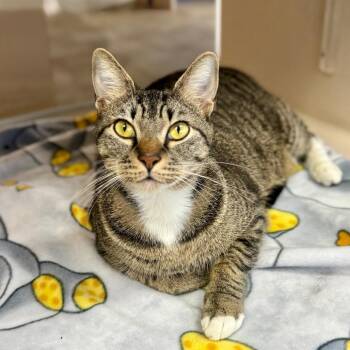 Astro -  Domestic Short Hair Cat for Adoption in Galveston, Texas - Astro | PetCurious
